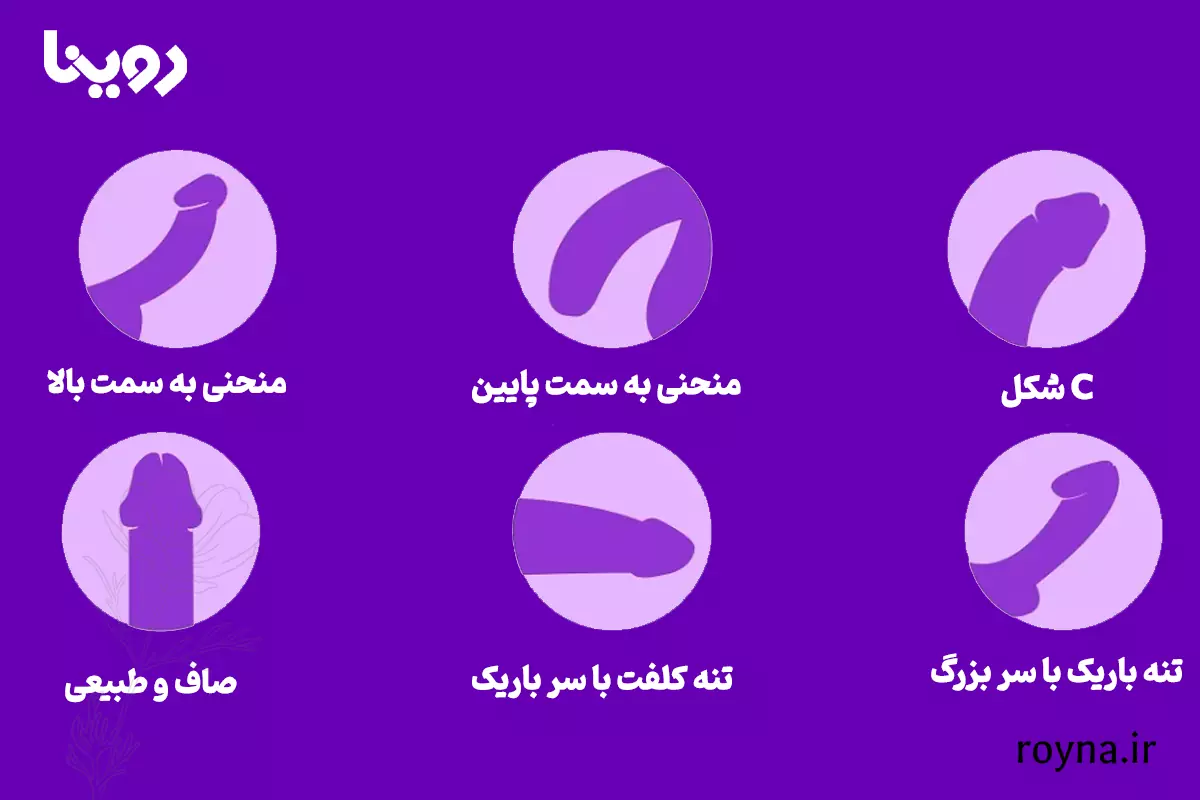 آلت تناسلی مردانه و هر آنچه که باید بدانید! 2 تصویر آشنایی با انواع آلت تناسلی مردانه با فرم و حالت های مختلف