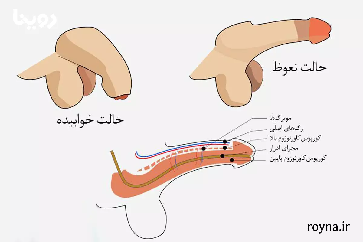 آلت تناسلی مردانه و هر آنچه که باید بدانید! 5 آلت مردانه در حالت نعوظ و در حالت طبیعی تصویر
